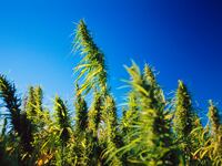 articles/2013/05/14/inside-the-movement-to-legalize-hemp/130511-miller-hemp-legal-tease-embed_dkdxaa