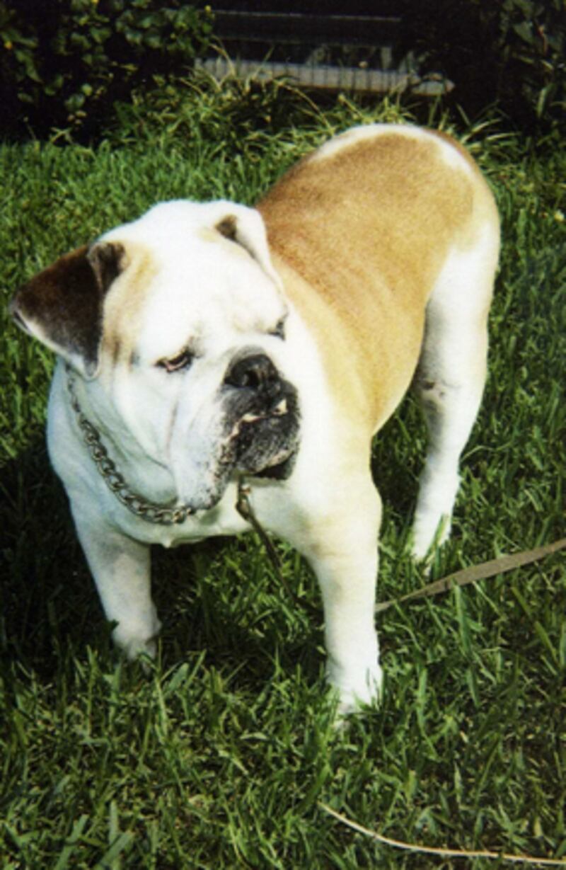 galleries/2010/10/29/dangerous-dogs/dangerous-dogs---bulldog_bwvacz
