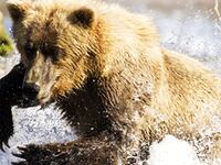 articles/2010/03/18/reinventing-the-nature-documentary/dehnart-life_ievbdy