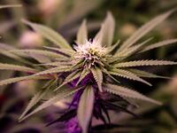 Cannabis plants are growing indoors in Berlin, Germany, on February 25, 2024.