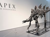 The Stegosaurus fossil is displayed at auction