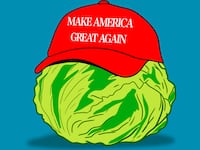 Maga lettuce illustration