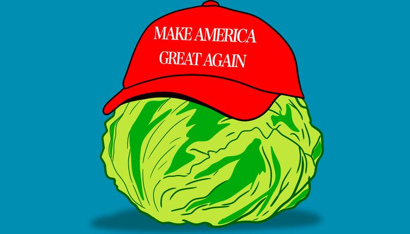 Maga lettuce illustration