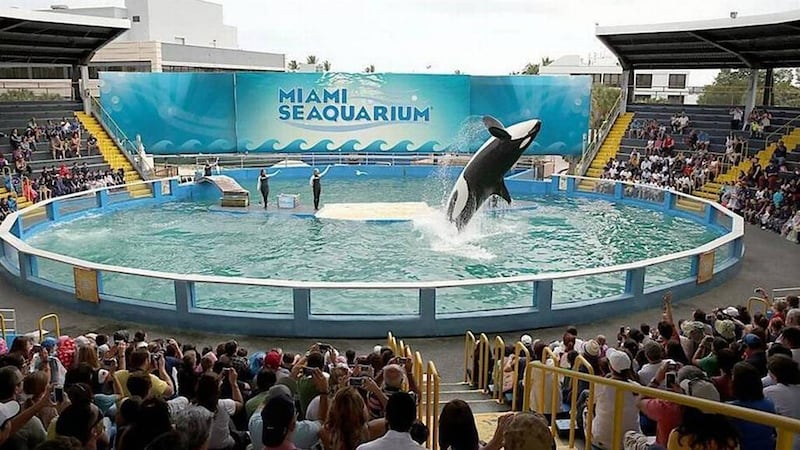 Lolita the orca performing at the Miami Seaquarium.
