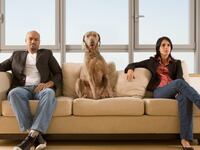 articles/2014/06/20/divorce-is-going-to-the-dogs-literally/140619-goff-pet-custody-tease_e21ubq