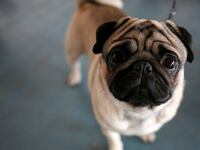 sad_pug_cwjvo0
