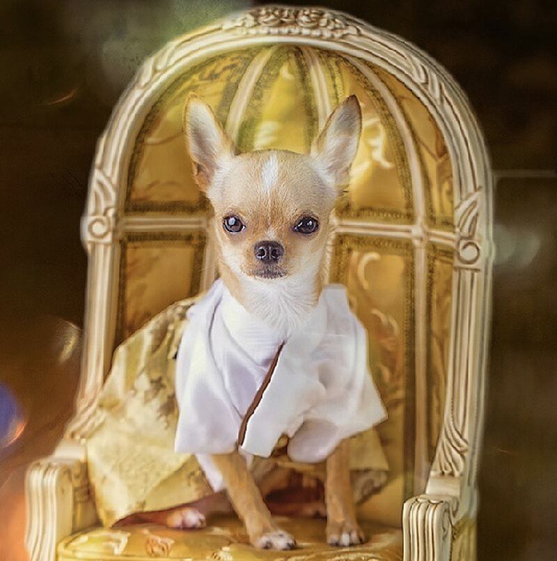 galleries/2013/08/13/the-11-best-dressed-dogs-of-instagram-photos/hellopepi_dn6e3z