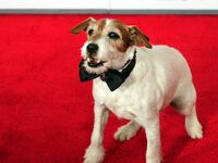 articles/2011/12/05/hollywood-s-top-dog-the-artist-star-uggie/uggy-breakout-dog-star_nxxfic