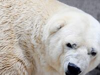 articles/2014/07/23/more-bad-luck-for-depressed-polar-bear/140723-depressed-polar-bear-haglage-tease_ryhaic