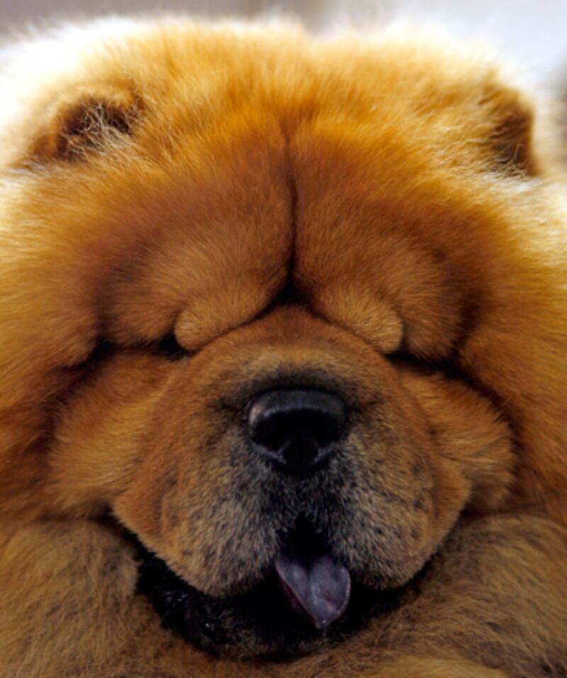 galleries/2010/10/29/dangerous-dogs/dangerous-dogs---chow_wphwje