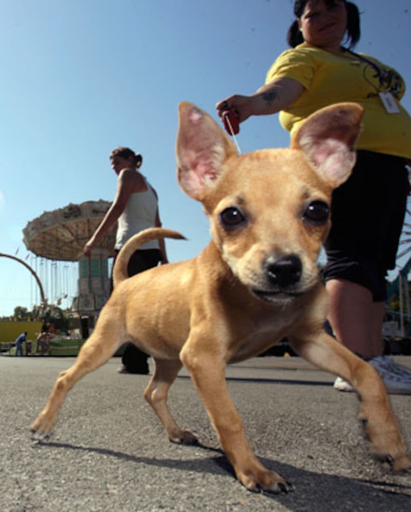 galleries/2010/10/29/dangerous-dogs/dangerous-dogs---chihuahua_cucgjo