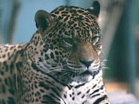 A leopard at Gaziantep Wildlife Park in Turkey.