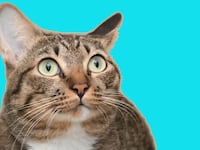 articles/2016/06/20/the-mafia-s-sick-new-weapon-flaming-cats-that-set-sicily-on-fire/160620-nadeau-sicily-wildfire2-tease_bhas73