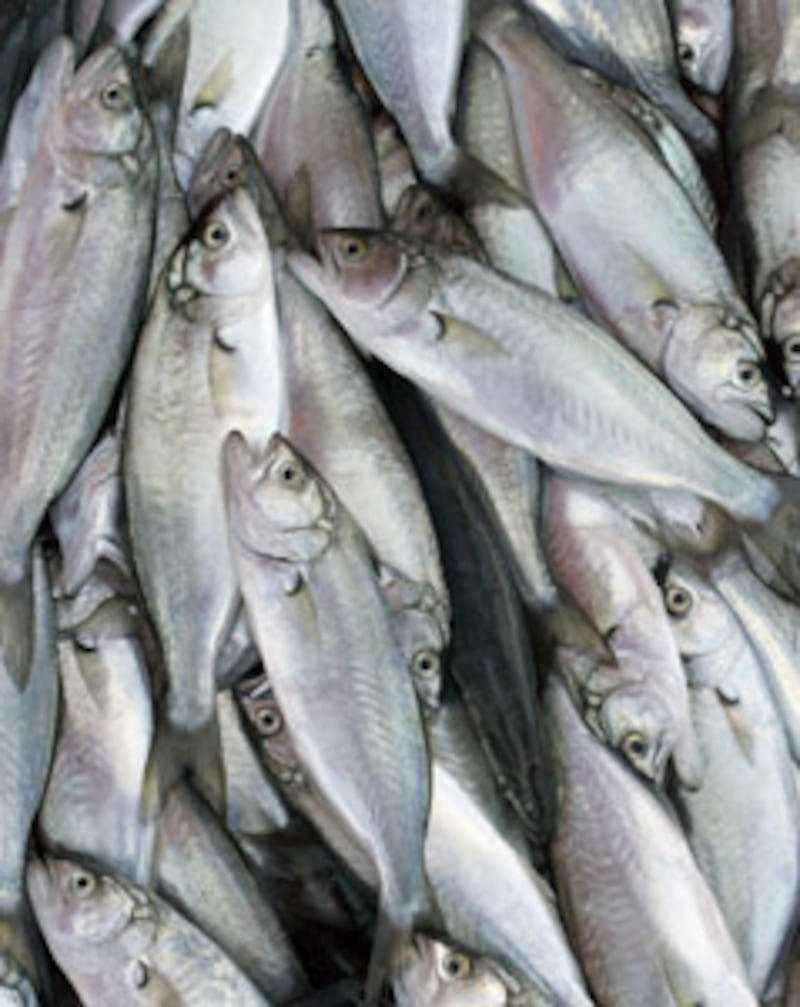 articles/2010/09/10/food-trends-food-barges-mofongo-urban-gardening-and-more/powers-food-trends---fish_bdbqwx