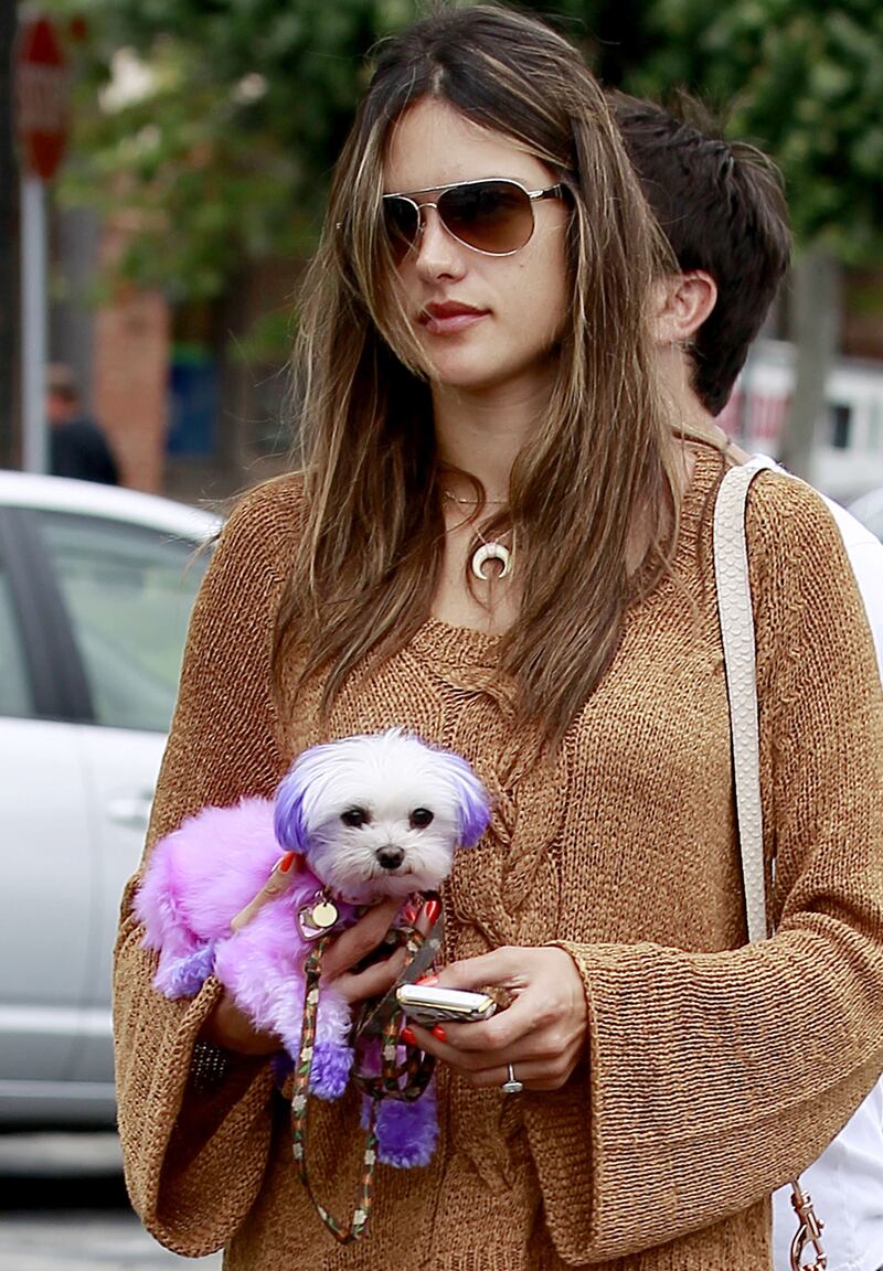 galleries/2012/11/03/blake-lively-usher-more-celebrities-crazy-about-their-dogs-photos/alessandra-ambrosio-celeb-dogs_tosxqp