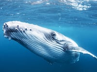 191223-Conversation-whales-tease_vlggm4