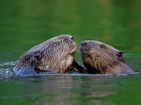 Close up of two Eurasian beavers / European beavers (Castor fiber) fighting in pond. (Photo by: Arterra/Universal Images Group via Getty Images)