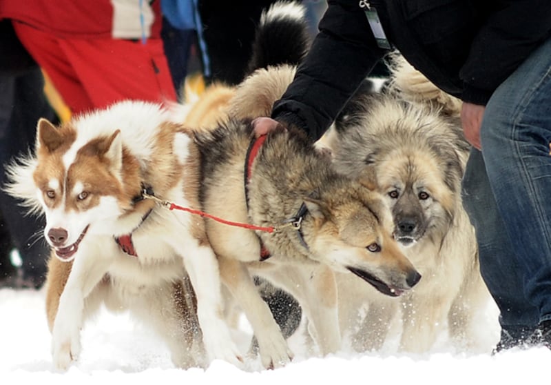 galleries/2010/10/29/dangerous-dogs/dangerous-dogs---malamute_bpyl4x