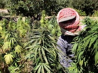 articles/2014/07/09/hezbollah-profits-from-hash-as-syria-goes-to-pot/140708-mucci-hash-tease_a4oheb