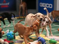 articles/2014/02/02/the-puppy-bowl-the-super-bowl-s-fiercest-rival/140131-emshey-puppy-tease_yptsn3