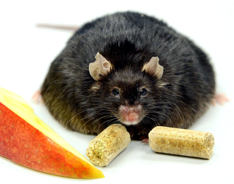 Dr. Nora Kloeting, Director of the junior research group "Modelltiere der Adiposita" (lit: Model Animals of Obesity), examines the feed intake of a super mouse, who is double the size of his four brothers despite consuming the same amount of food, at the Integrated Research and Treatment Center (IFB) for Obesity Illnesses at the University Hospital in Leipzig, Germany, 19 November 2013. The world's largest fatty tissue bank, around 1,500 samples take from obese patients during operations are stored for scientific investigation.