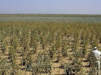 articles/2011/08/26/climate-change-is-making-deserts-greener/desert-greening-theil2_sepqtt
