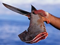 181011-cahill-shark-finning-tease_oxesau