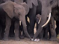 Elephants_01_pofh9s