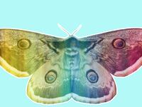 articles/2015/06/19/why-this-london-museum-had-to-turn-its-moths-gay/150618-jones-gaymoth-tease_vffquu