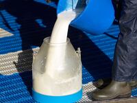 Fresh raw milk is poured into a container
