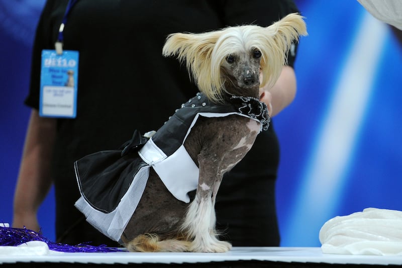 articles/2013/09/30/kitty-cature-fashion-show-an-amazing-dog-and-cat-fashion-show-happened-in-new-york-this-weekend/130929-dog-cat-fashion-embed1_h0g1vs