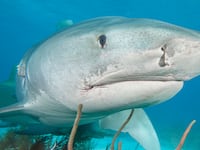 The front end of a Tiger shark in the Atlantic Ocean near the Bahamas.