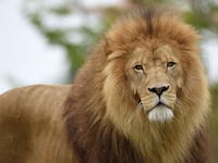 A male lion
