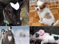 galleries/2012/02/11/animals-with-heart-shaped-marks-photos/heart-shapes-tease_vaj2ub