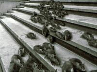 articles/2013/01/18/the-big-idea-how-commerce-spreads-contagion/130118-contagion-harrison_f2nan7
