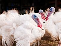 articles/2014/11/26/i-killed-the-turkey-on-my-table/141125-sykes-turkey-tease_p70pxr