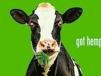 221114-Bender-Cows-High-Hemp-tease_yhdgov