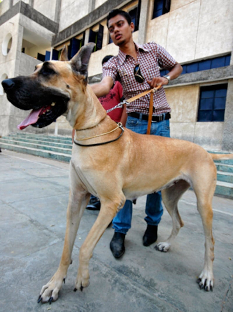 galleries/2010/10/29/dangerous-dogs/dangerous-dogs---great-dane_t9x9cw