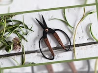 garden-scissors_b5d8cm