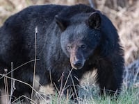 YELLOWSTONE NATIONAL PARK, WYOMING - MAY 18: A Black bear forages for food near a stream on May 18, 2024 in Yellowstone National Park, Wyoming.