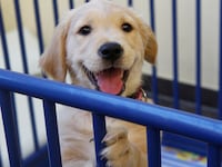 Puppy in a physiotherapy practice in 2012.
