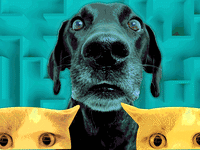 A180119-Watts-Mice-dogs-cats-hero_qbmtpq