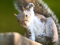 A squirrel.