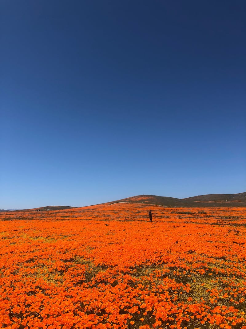0400303-superbloom-embed_plwjf9