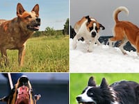 articles/2010/11/03/most-dangerous-dog-breeds/dangerous-dogs_137302_o3cetj