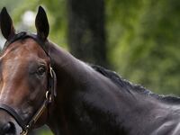 articles/2015/06/05/american-pharoah-s-family-he-s-no-secretariat-but-he-might-just-pull-this-triple-crown-thing-off/150605-green-pharoah-tease_dkfocg