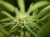 articles/2012/09/27/inside-obama-s-war-on-weed/medical-marijuana-dealer-ross_bngwtt