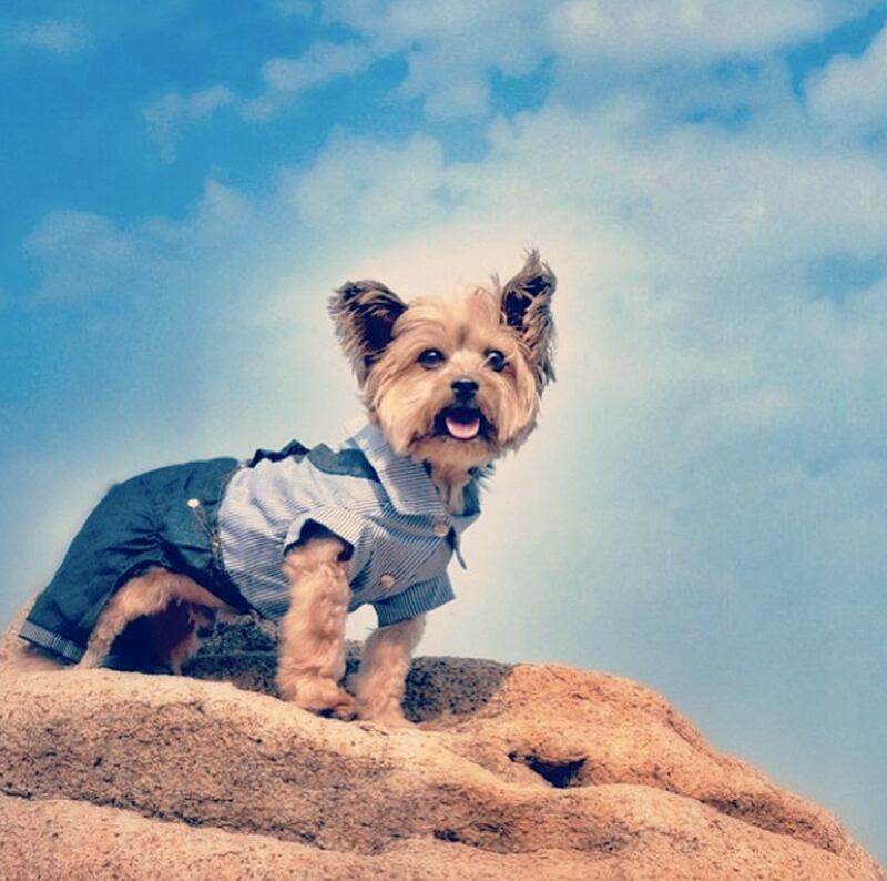 galleries/2013/08/13/the-11-best-dressed-dogs-of-instagram-photos/kintai_gv50tu