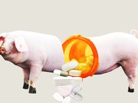 articles/2013/12/12/is-your-bacon-on-drugs/131211-antibiotics_farmanimals_zynzzp