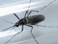180621-new-mosquito-virus-humans-cheat_nfryp2